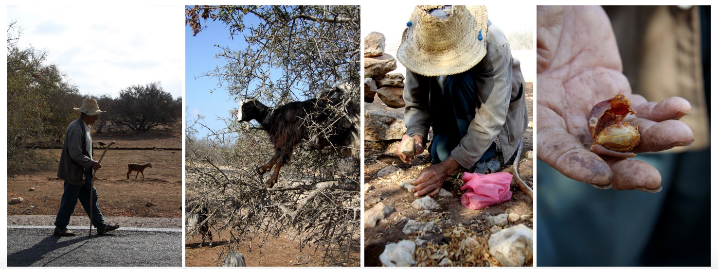 mariaferresamat_barcelona_morocco_argan_photography_1